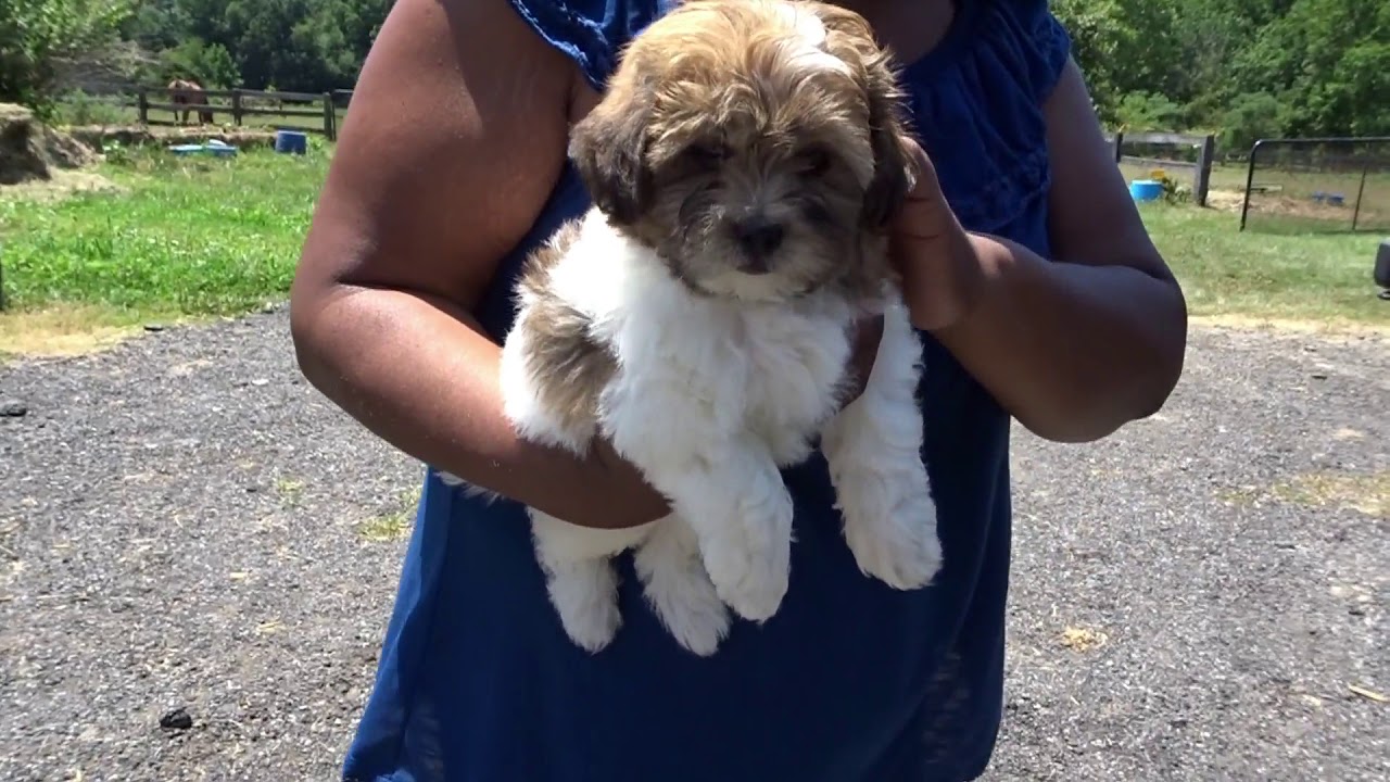 shih tzu poodle cross puppies