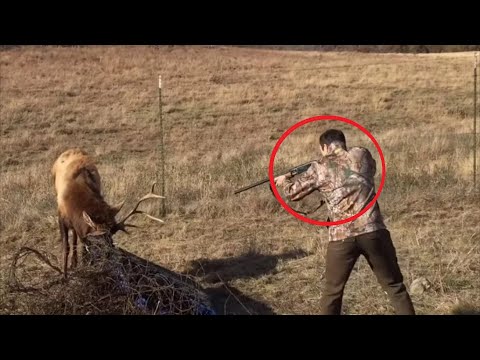 Video: Ogled: životinja i njezina slika