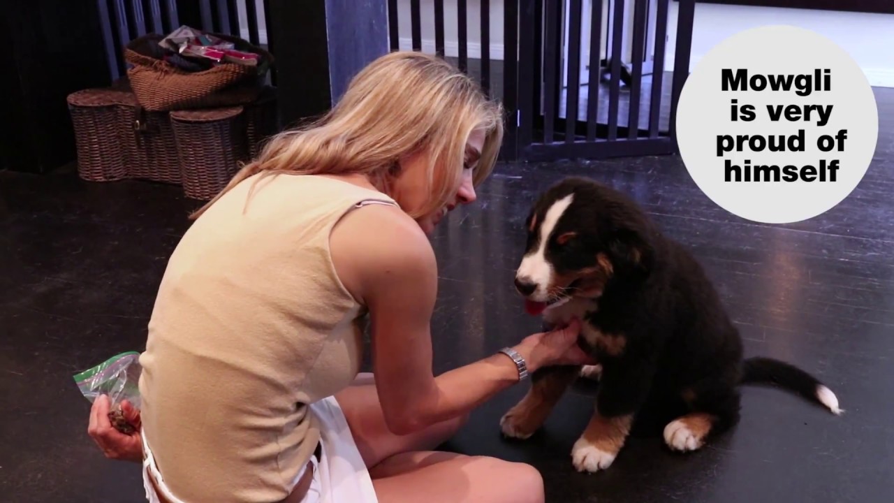 Oprah's dog trainer offers surprising advice for pet owners