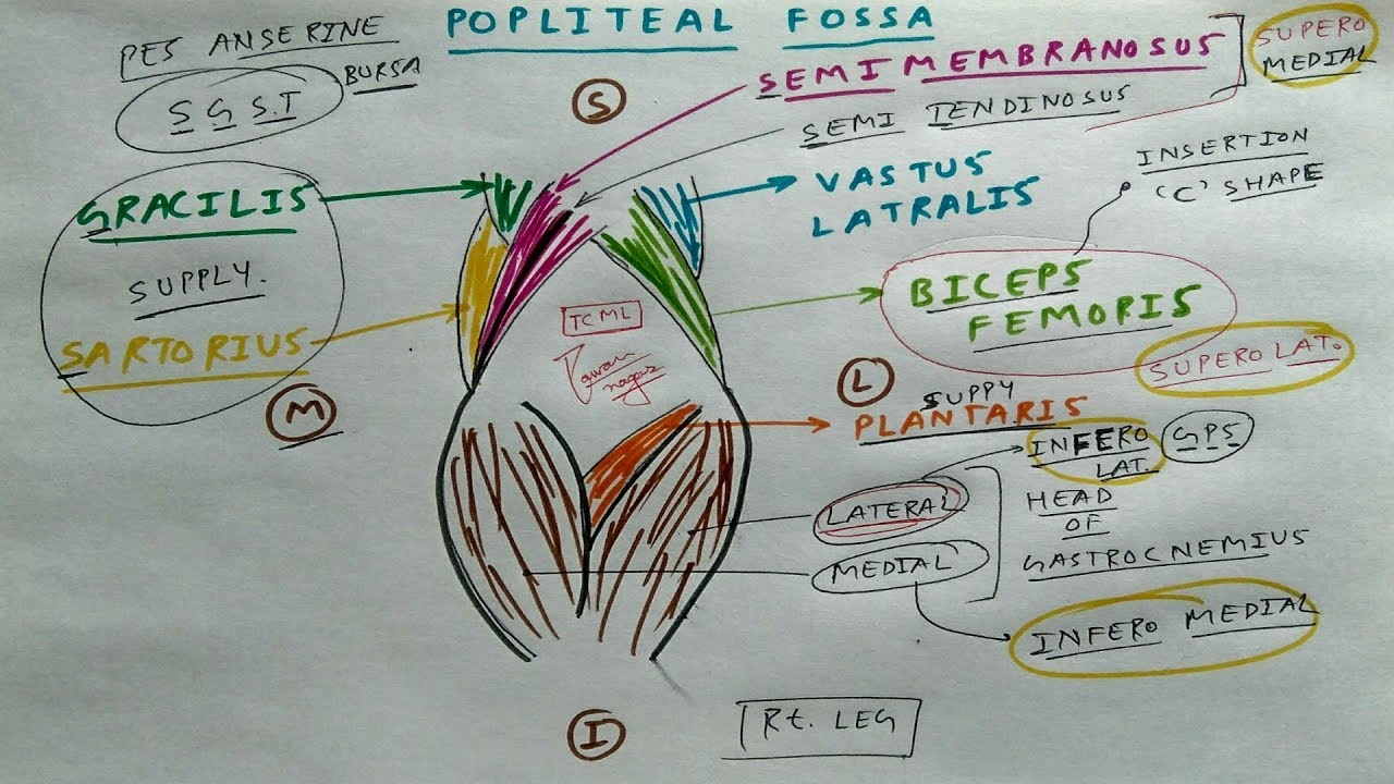 Popliteal fossa - 1 | Anatomy You’ll Never Forget | Dr. Pawan nagar