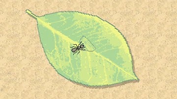 Pocket Ants - Max Level