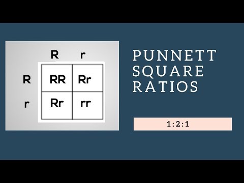 Genotypic Ratios and Phenotypic Ratios for Punnett Squares