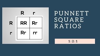 Genotypic Ratios and Phenotypic Ratios for Punnett Squares