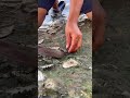 wow Oyster So Fresh And Look Delicious #oyster #fresh #good #100kviews #amazing #seafood #usa