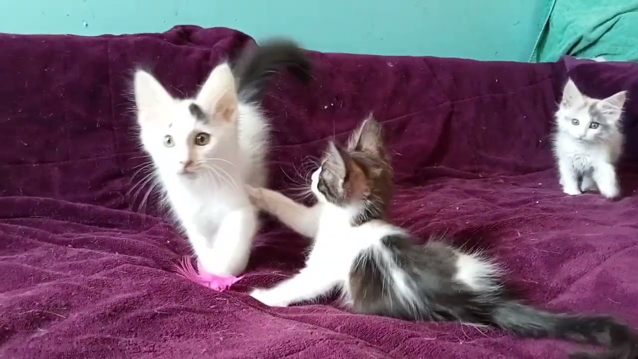 chaton angora turc.TITI. noir et blanc .van