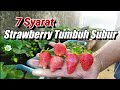 7 Syarat Tanaman Strawberry Tumbuh Subur