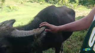 MAMALHIN UG KABAW #jagnabohol