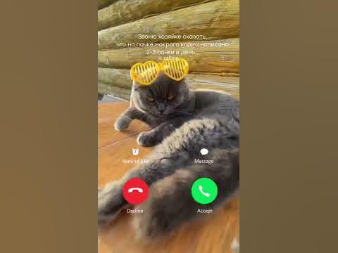 Кот Максим #котики #котмаксим - YouTube