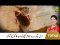 Zubaida apa totka  home remedies to get rid of cockroaches kitchen se cockroach bhagany ka tarika