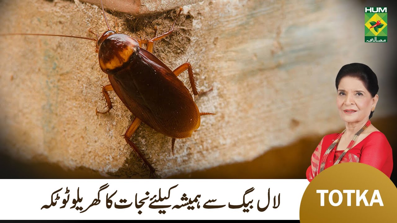 Zubaida Apa Totka | Home Remedies to Get Rid of Cockroaches |Kitchen Se ...