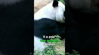 .Le panda champion de Kung Fu #Brad #nolan# animal #animals @brad Nolan