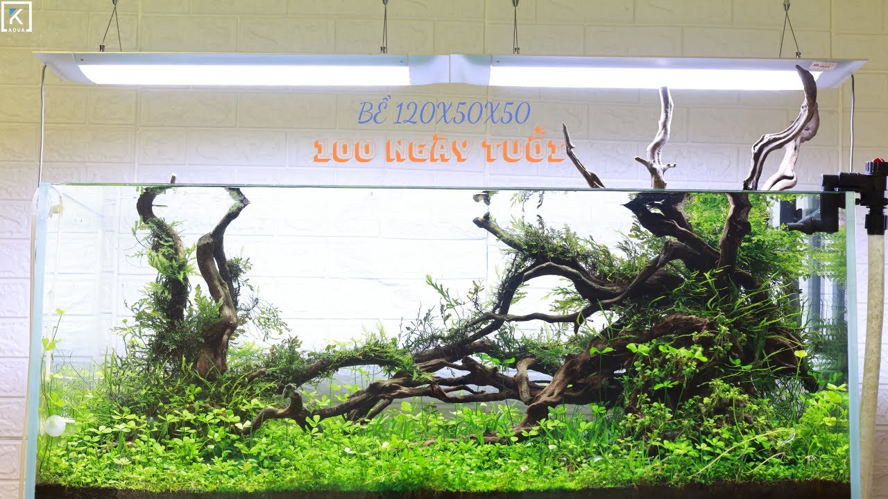 CHƠI CÁ CÙNG K-AQUA | PHẦN 12 : Bể Thủy Sinh 120x50x50 | 100 Ngày Tuổi
