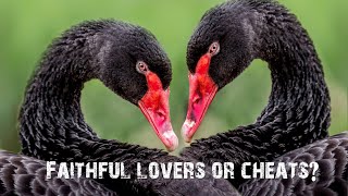 Swans Faithful lovers or cheats?