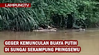 Download Lagu Geger Kemunculan Buaya Putih di Sungai Sekampung Pringsewu MP3