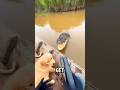 He Jumped Into A Crocodile River To Save This Tiny Puppy! 😱🐶#shorts