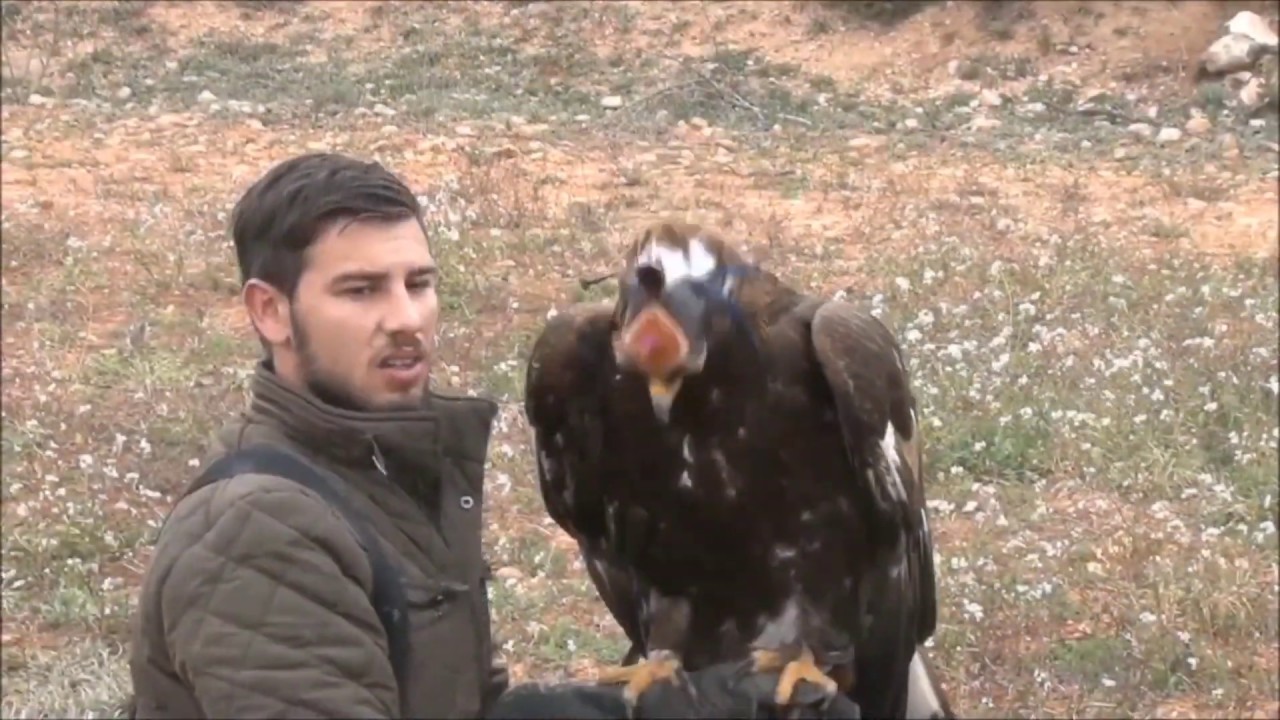 Caza de zorro con águila real, cetrería a la máxima potencia