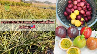 พาชมแปลงรวบรวมและพัฒนาพันธุ์ไม้ผลในไต้หวัน ของบริษัท Green Ho Seed & Nursery co.,ltd. (Taiwan 🇹🇼)