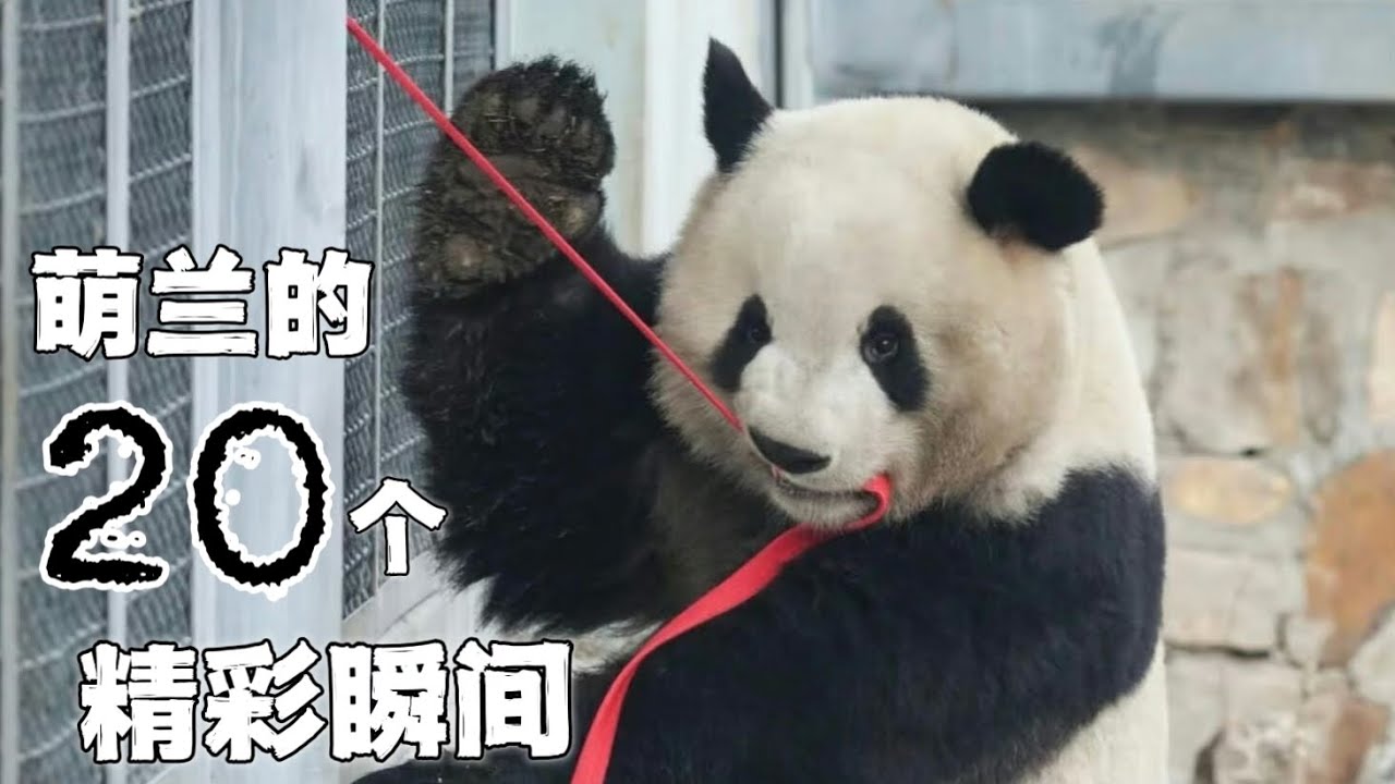 【大熊猫萌兰的20个精彩瞬间】么么儿成年后的众多精彩片段，融化粉丝心的聪明小熊