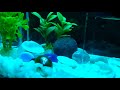 Vertical aquarium making by balu k s kadayiruppu mob 9746622182  7907143795