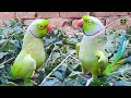 Mitthu And Rainbow Talking With Each Other In Urdu Hindi On Green Leaves Looking So Cute