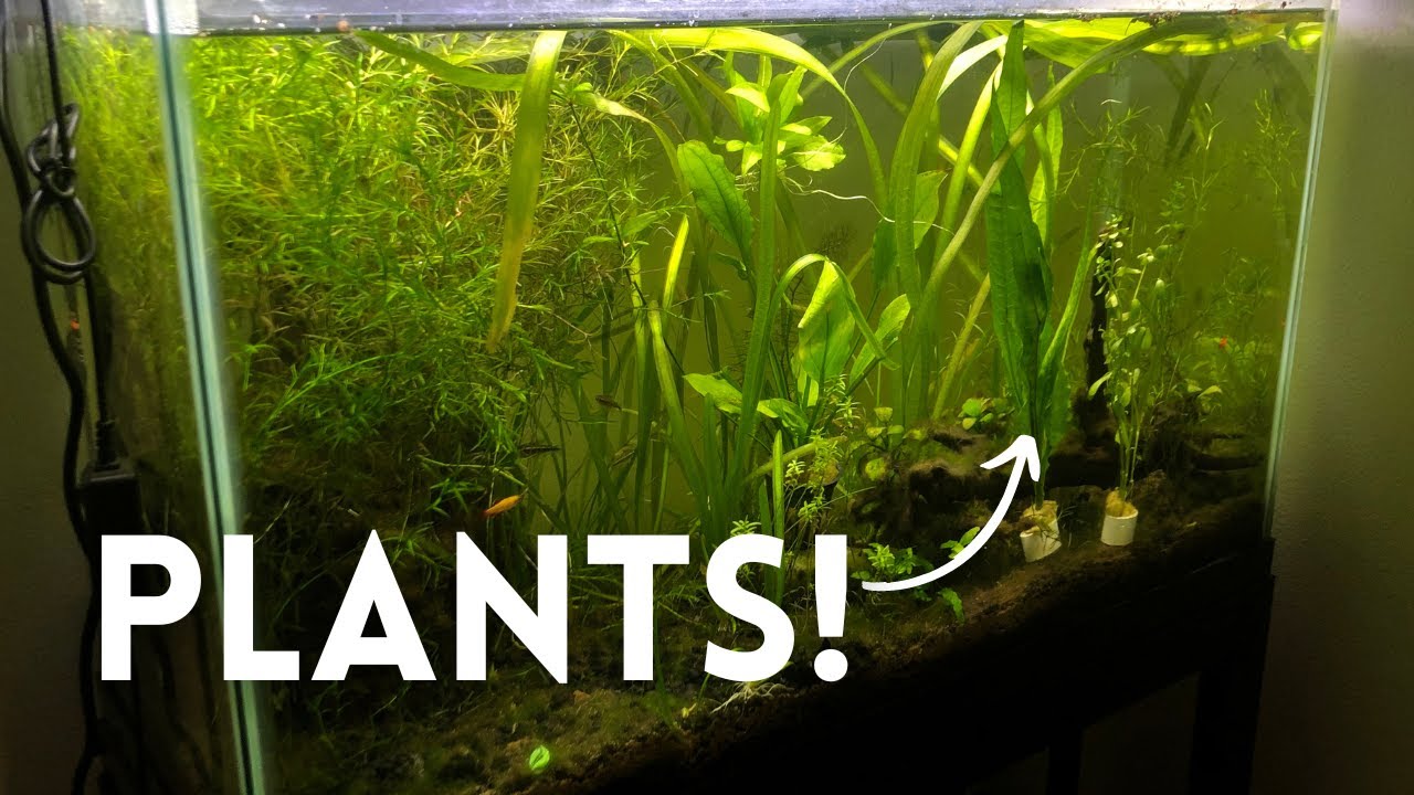 10 Reasons Why Aquarium Plants are a MUST HAVE! YouTube