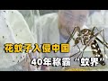 花蚊子入侵中国不过40来年 如何 称霸蚊界 令人闻风丧胆 花蚊子入侵中国不过40来年 如何 称霸蚊界 令人闻风丧胆
