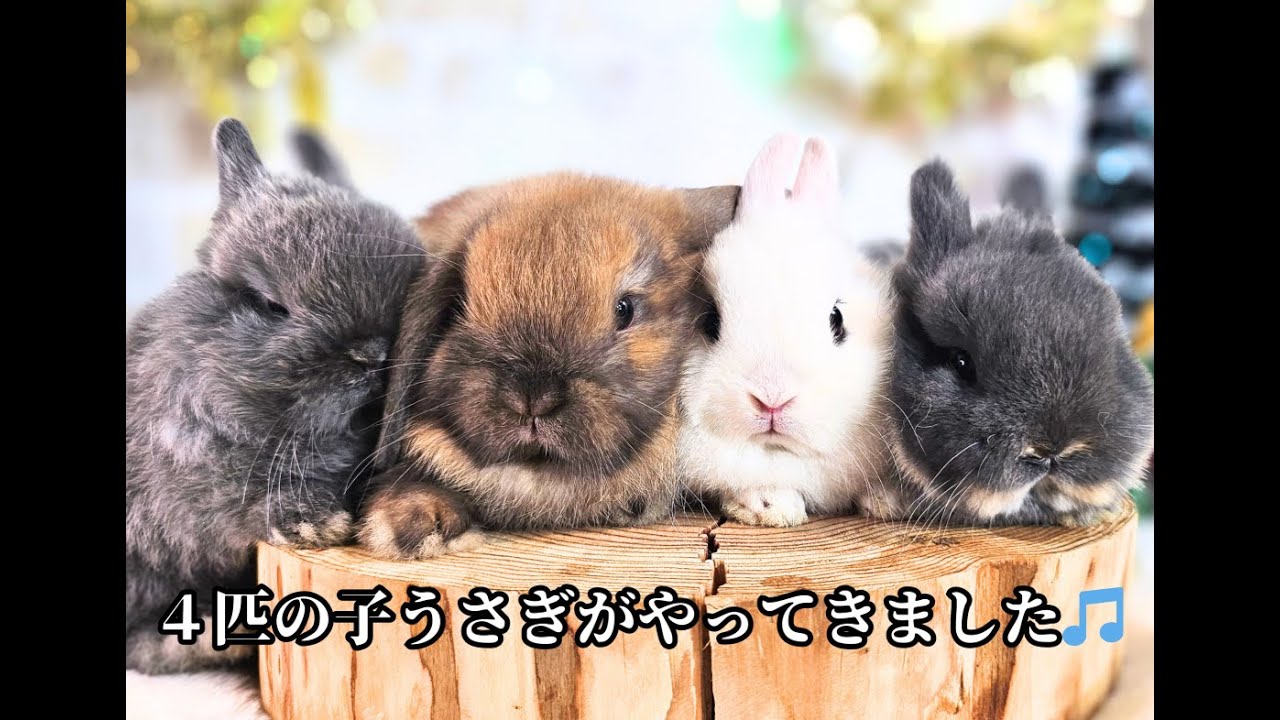 もんちゃんです　うさぎさん　バッグ　2点 おさんぽ うさぎちゃん | 株式会社ハック