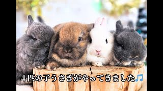 もんちゃんです　うさぎさん　バッグ　2点 もんちゃんです うさぎさん バッグ 2点 楽天市場】【先着20