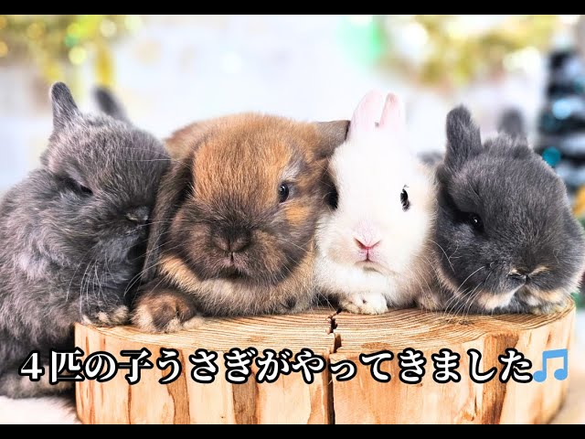 もんちゃんです　うさぎさん　バッグ　2点 もんちゃんです うさぎさん バッグ 2点 もんちゃん様専用です