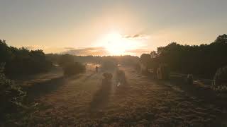 Golden Hour Delight: Sun Over Woods - Free Stock Video | VidStock Hub screenshot 1