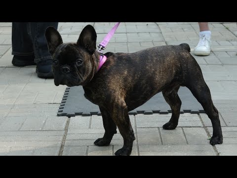 Видео: Францын Бульдогыг хэрхэн нэрлэх вэ