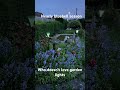 Bluebells are magical in the garden . #bluebell#garden #lights