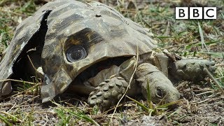 Spy Tortoise squashed by elephant keeps filming - Spy in the Wild: Episode 5 Preview - BBC One