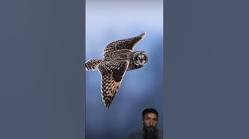 #egzonibrahimi #سورة_الإخلاص #ikhlas #nature