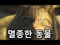 이젠 볼 수 없는 멸종한 동물