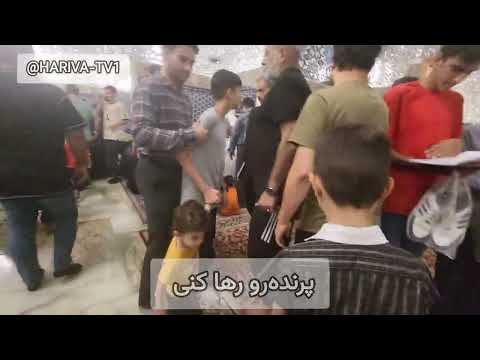 آهنگ رضا رضا از گروه آباده