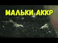 Мальки австралийского рака и ябби. линька малька