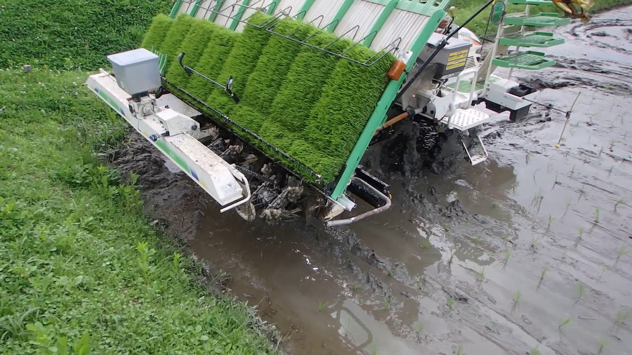 植え継ぎ不要 ヤンマー8条植えディーゼル田植機VP80Dで田植え