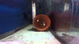 Grade A Premium Picasso (D.R.S) Spawning
