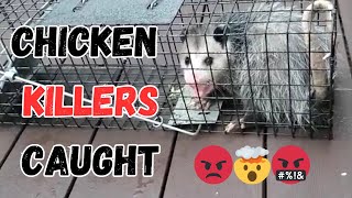 😡🤯🤬 Chicken Killers Caught #chicken #predator #pets by MerryLand 395 views 2 months ago 2 minutes, 7 seconds