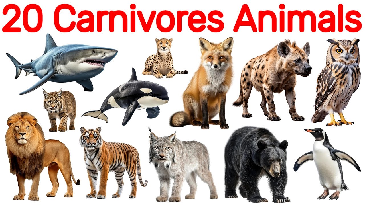 20 मांसाहारी जानवरों के नाम 🐯🐻🦊🐳| 20 Carnivorous Animals Name । Kids Learning Video