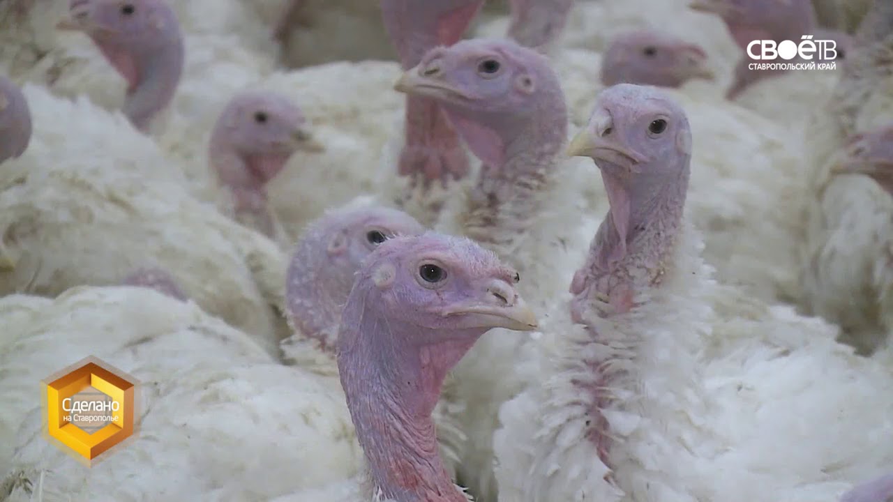 Сделано на Ставрополье. Производство индейки - YouTube