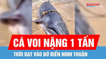 Cá voi dài gần 4m, nặng 1 tấn trôi dạt vào bờ biển Ninh Thuận