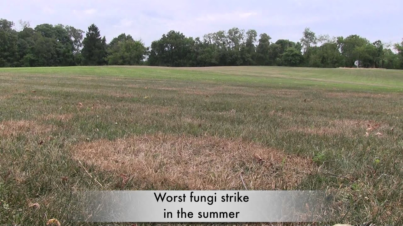A lawn to Dye for Dealing with lawn disease YouTube