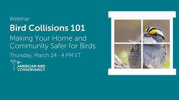 Bird Collisions 101: Making Your Home and Community Safer for Birds - ABC Webinar