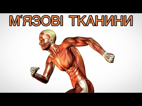 М’ЯЗОВІ  ТКАНИНИ