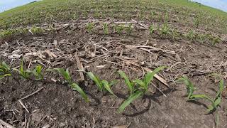 2021 Croplan EXP Early Season Review