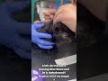 Dehydrated kitten #cat #cats #catshorts #kitten #veterinary #veterinarylife #fypシ゚ #fyp #lovely