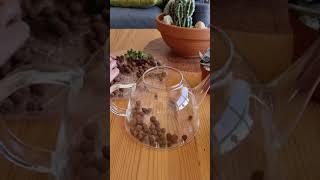 How To Build A Succulent Terrarium