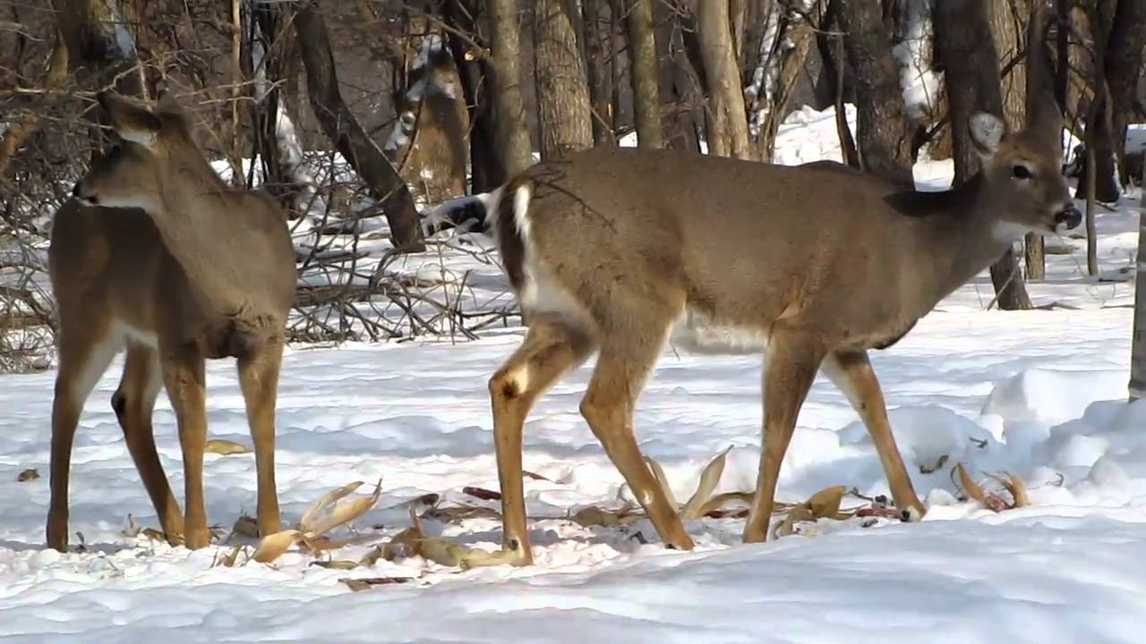 Deers of St. Paul Woods (Morton Grove, IL) YouTube